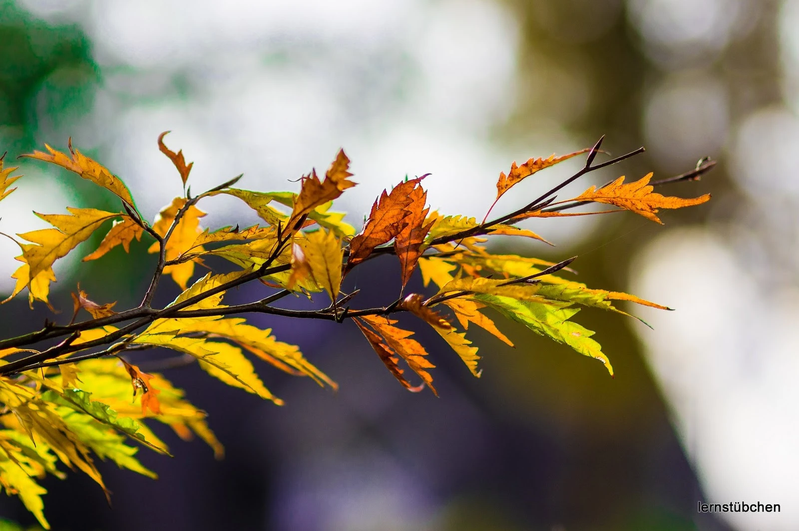 Herbstblätter.jpeg